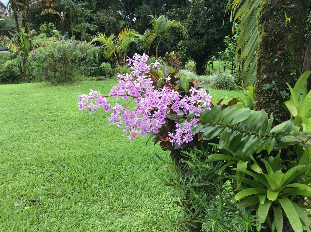 Cabinas Los Guayabos Hotell La Fortuna Rom bilde